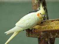 Gelber Nymphensittich - Mortella Garten